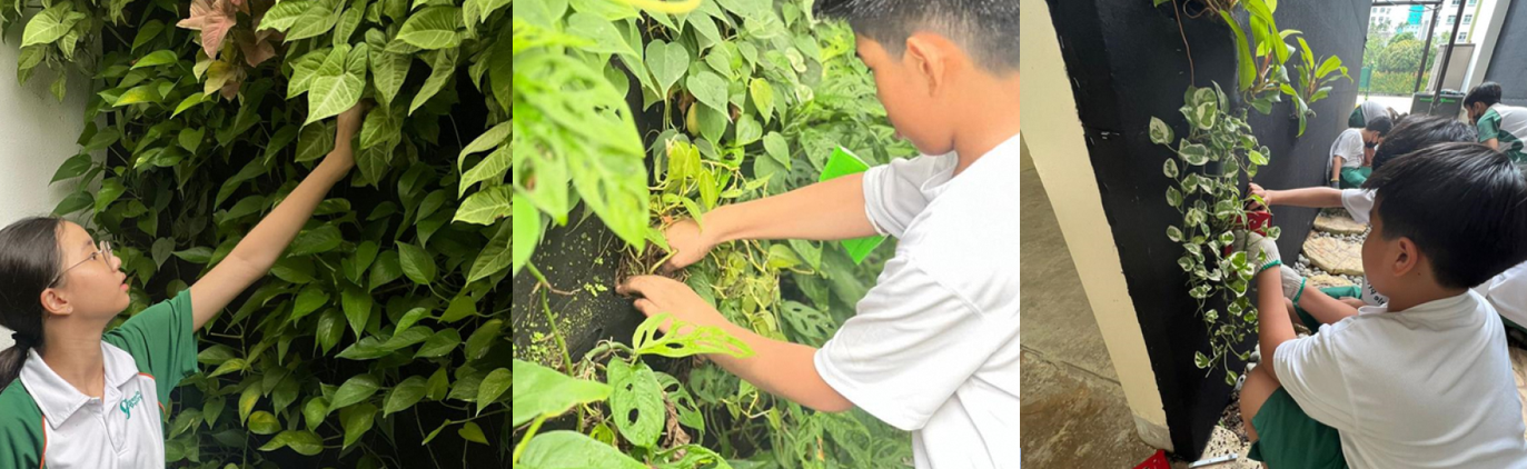 Students were involved in every step of creating and maintaining this green wall, bringing the importance of greenery to them.